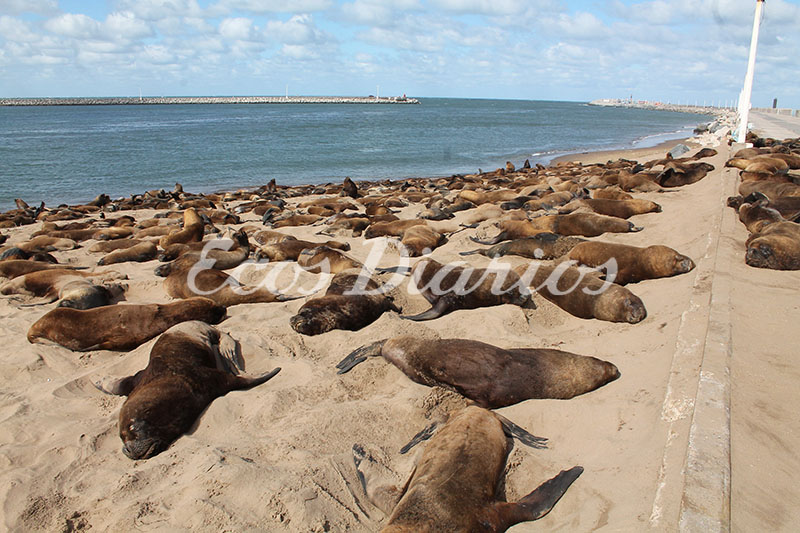 Estiman que murieron unos 100 lobos desde la aparición de la gripe