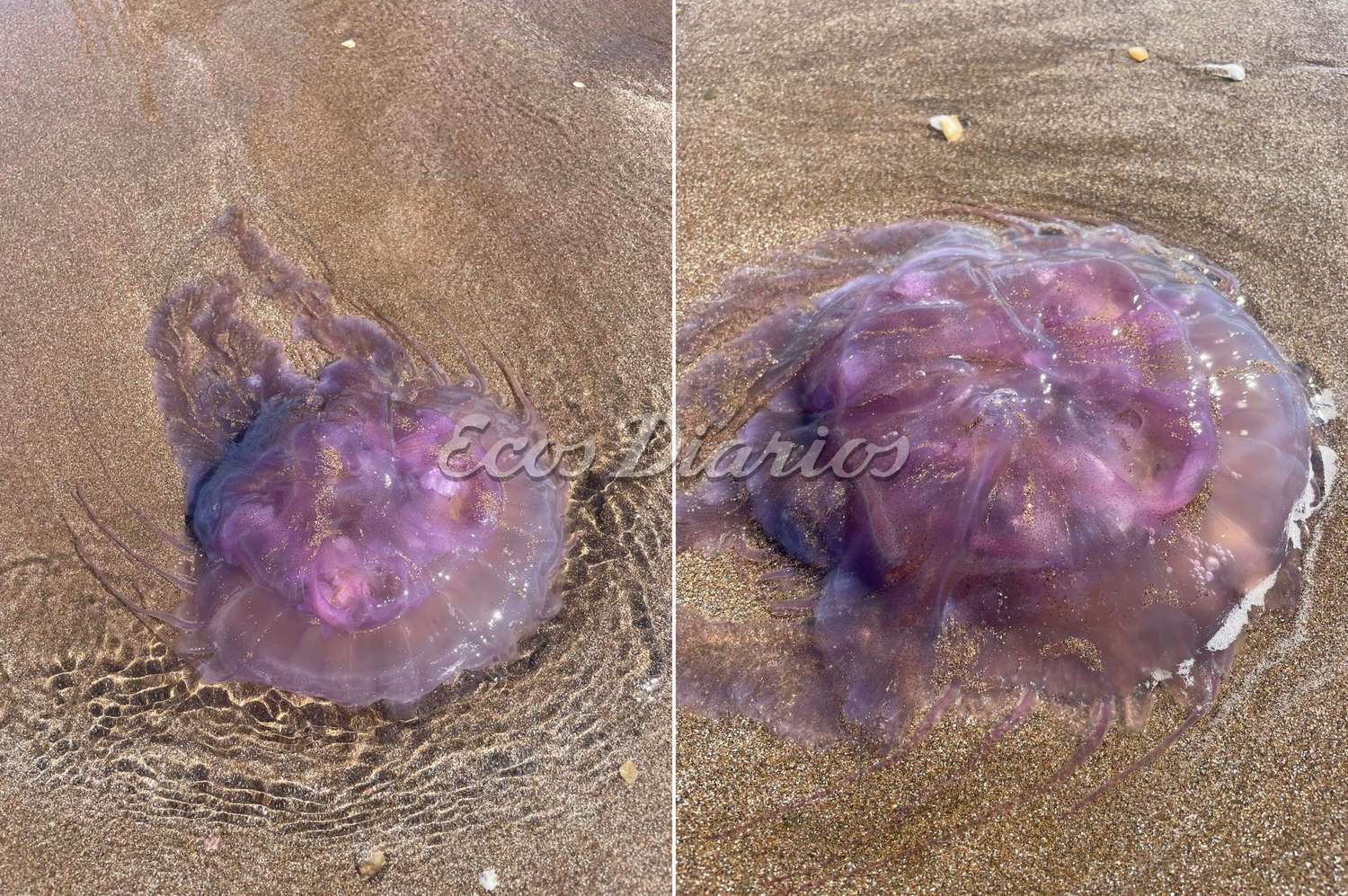Apareció una medusa de gran tamaño en la zona de Karamawi