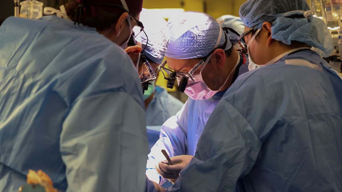 Un riñón de cerdo fue trasplantado en una persona viva