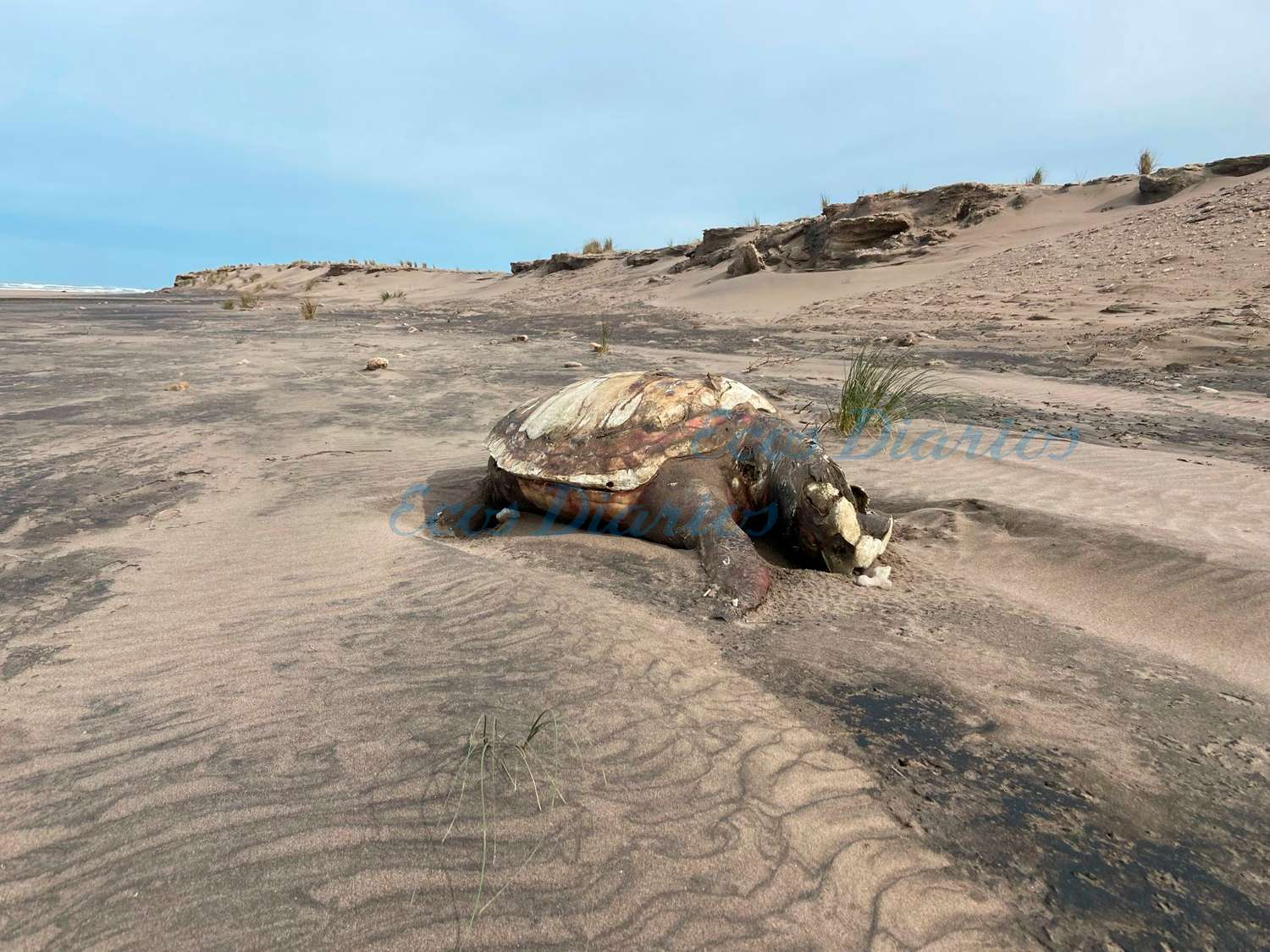 Encontraron muerta una tortuga que mide cerca de un metro