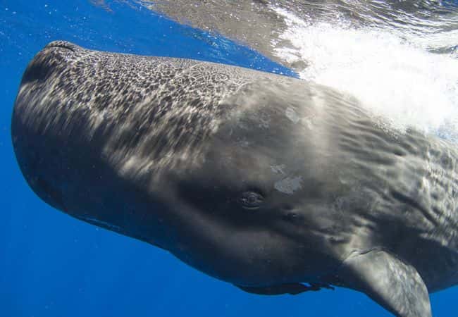 Un sistema de aprendizaje automatizado permitiría descifrar el lenguaje de las ballenas