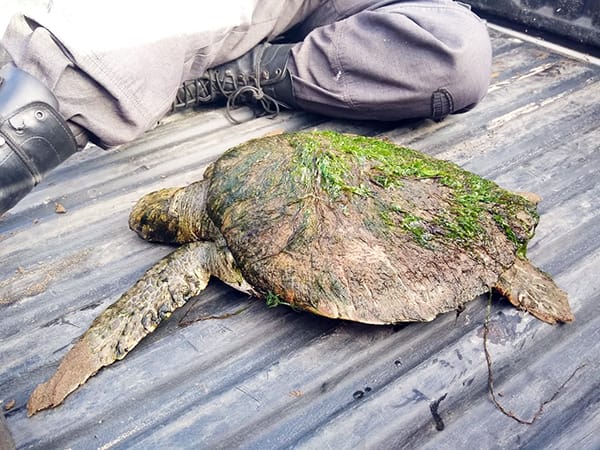 Rescataron una tortuga de la costa
