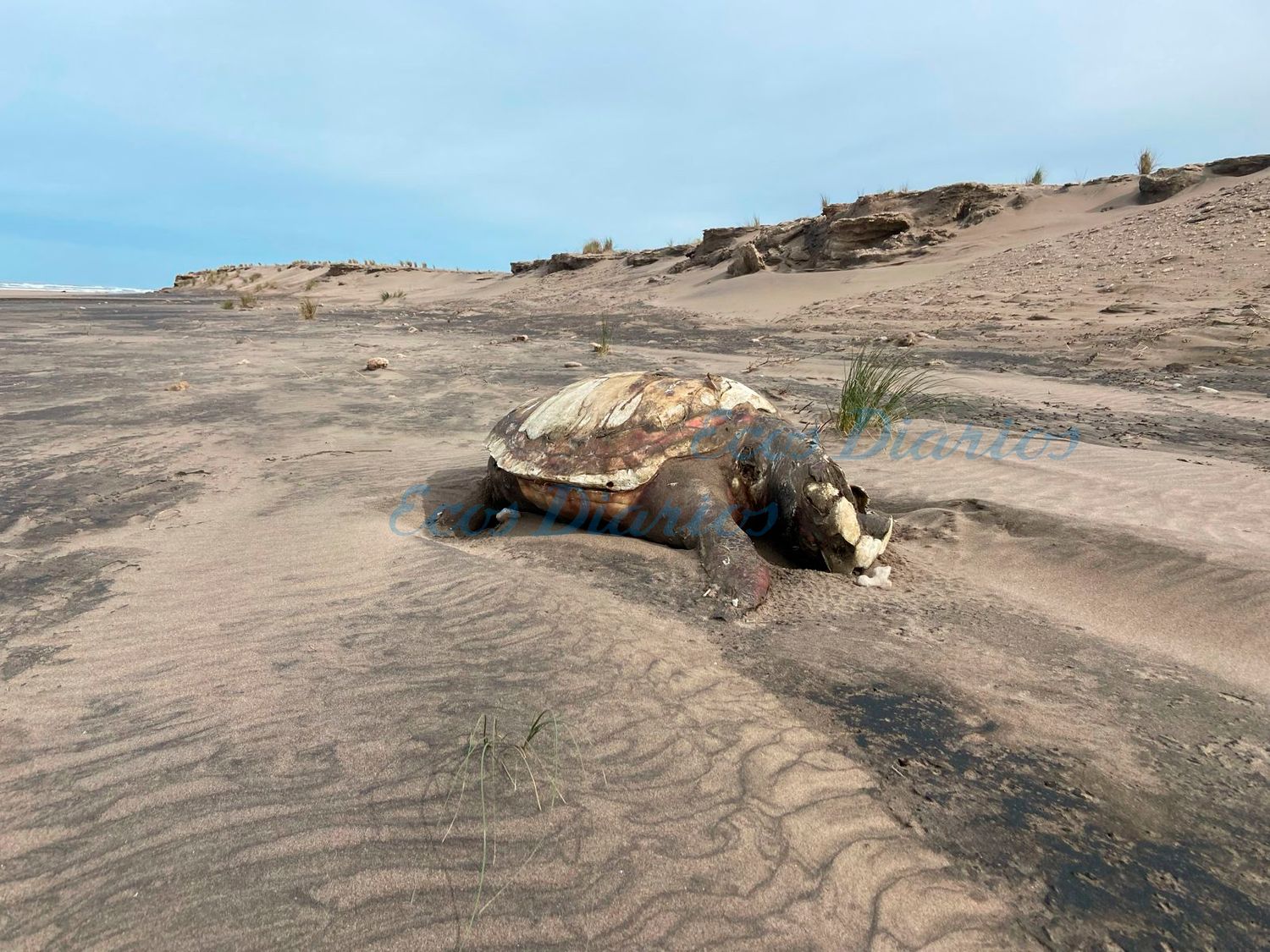La tortuga, en avanzado estado de descomposición y de grandes dimensiones
