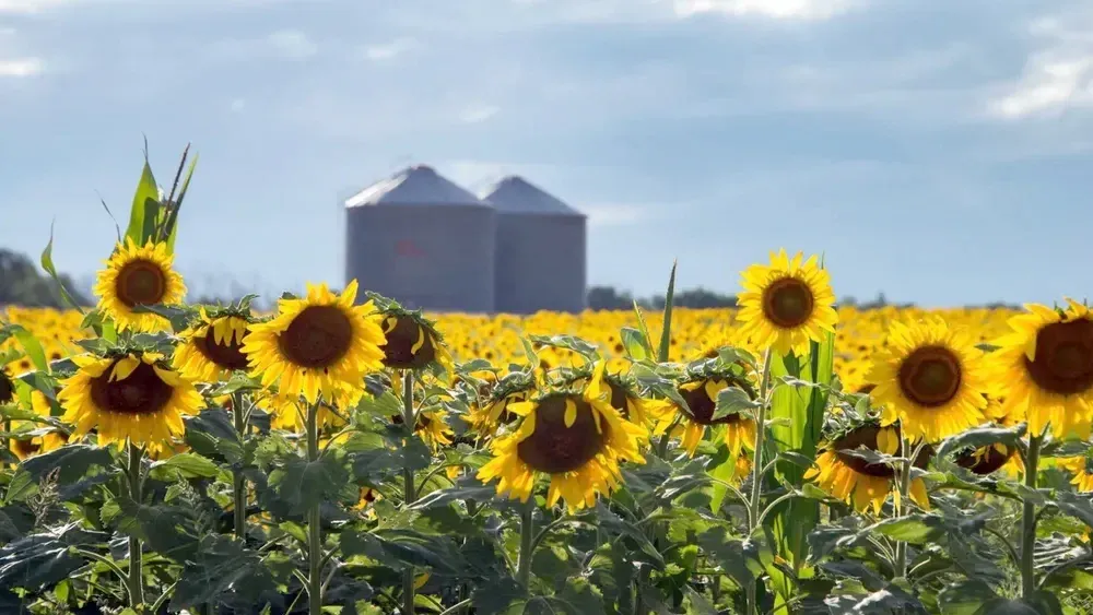 Campaña récord de girasol: la producción nacional alcanzó las 6,6 millones de toneladas y marcó un máximo histórico
